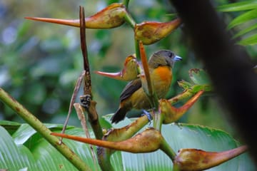 Bird Watching Adventure in Drake Bay, Costa Rica