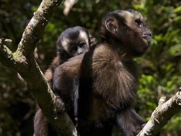 3-Day Wildlife and Adventure Tour in Manu National Park, Peru