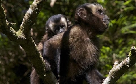 3-Day Wildlife and Adventure Tour in Manu National Park, Peru