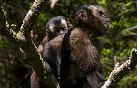 3-Day Wildlife and Adventure Tour in Manu National Park, Peru