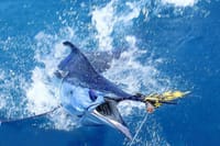 Private Deep Sea Fishing in Montego Bay  5