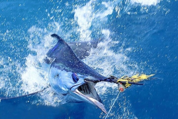 Private Deep Sea Fishing in Montego Bay  5