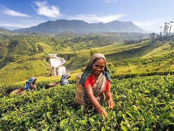 Tea Plantation in Nuwara Eliya