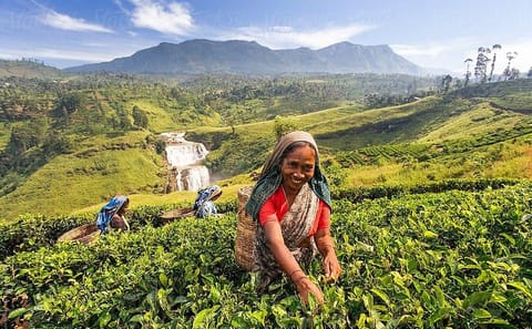Glamourous Sri Lanka 7 Days Tour