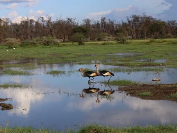 Crown crane couple