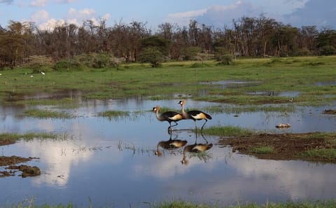 7 Days, 6 Nights Wildlife Photography and Birding Safari