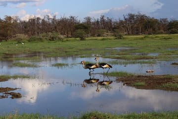 7 Days, 6 Nights Wildlife Photography and Birding Safari