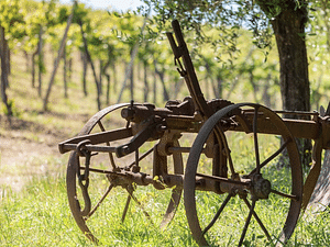 Organic Winery Visit & Wine Tasting with Food in Pavia