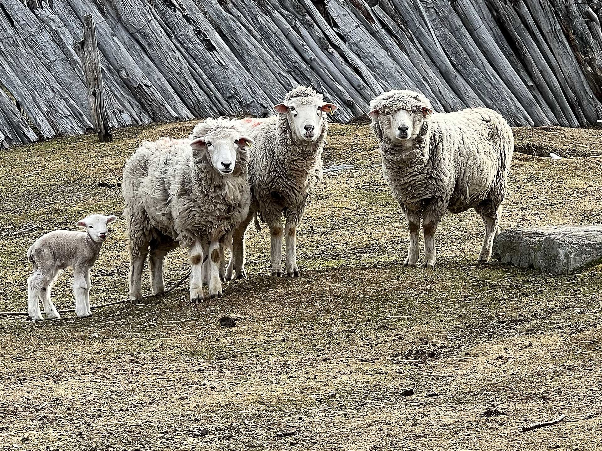 Overjas y Corderitos mirando a cámara - Lago Christie, Ruta Mayer, Villa O'Higgins