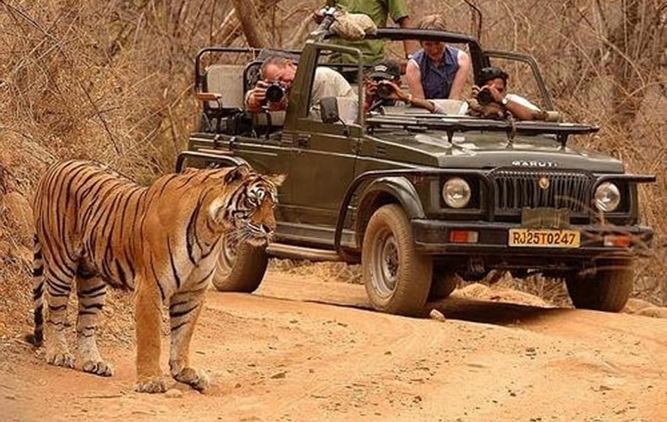 Ranthambore Wildlife Day Tour from Jaipur