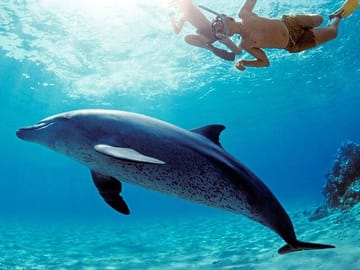 Snorkeling Tour at Dolphin House in Hurghada, Egypt