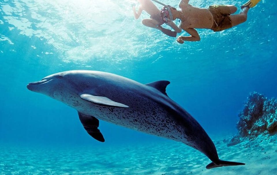 Snorkeling Tour at Dolphin House in Hurghada, Egypt