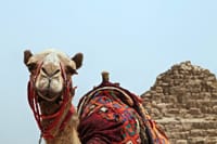 Agafay Desert Camel Ride - Half Day Trip - private tour  6