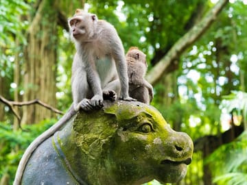 Sacred Monkey Forest