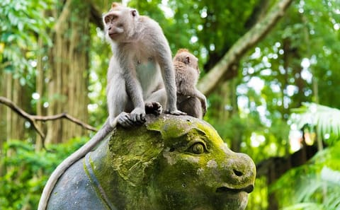 Private Cultural Tour of Ubud's Highlights in Gianyar
