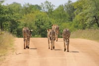 "Join the safari symphony as we navigate the vast plains, chasing the thrill of encountering the cheetahs in their element