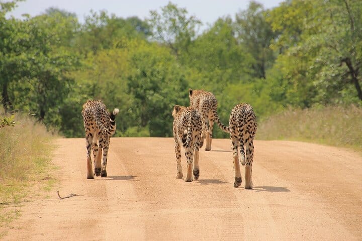 "Join the safari symphony as we navigate the vast plains, chasing the thrill of encountering the cheetahs in their element