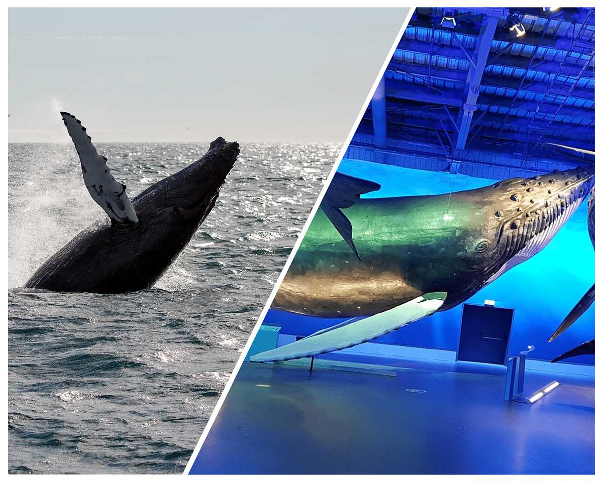 Whale Watching in Reykjavik & Whales of Iceland Exhibition Experience