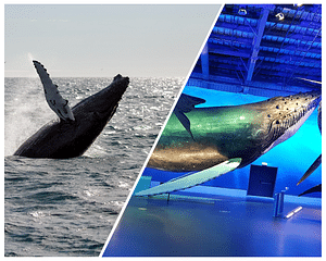 Whale Watching Excursion from Reykjavik & Whales of Iceland Exhibition: Explore the Sea's Giants