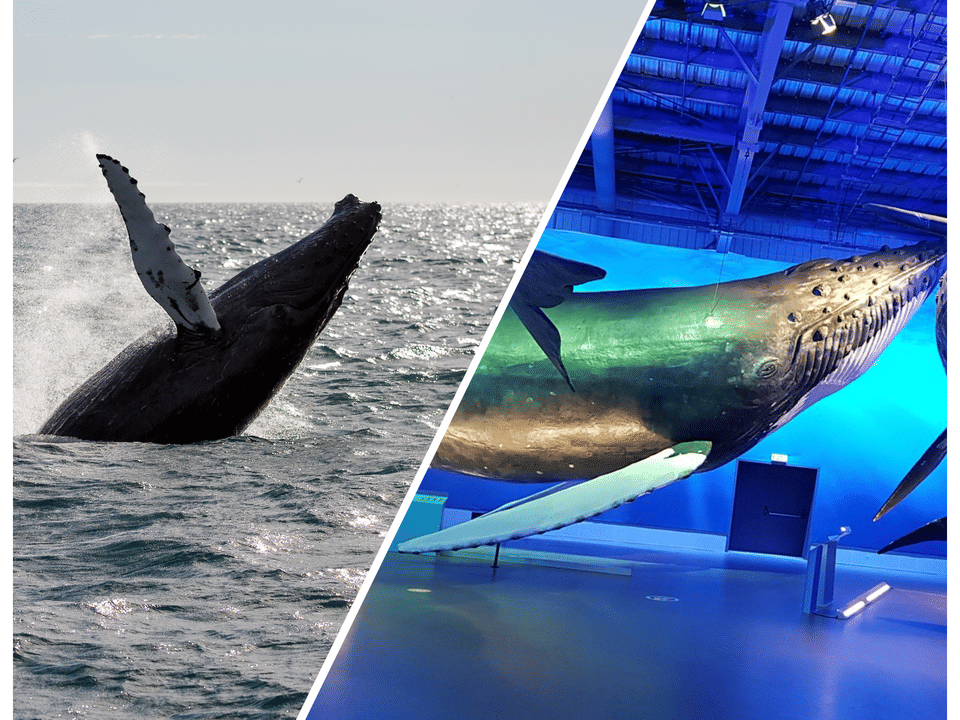 Whale Watching Excursion from Reykjavik & Whales of Iceland Exhibition: Explore the Sea's Giants — Reykjavik Sailors