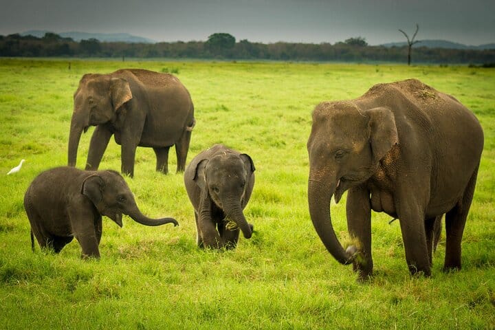 Sigiriya & Minneriya Safari Tour from Kandy 7