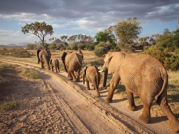 Samburu Luxury Safari Package – 3 Days 2 Nights