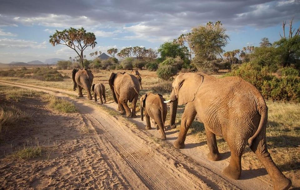 Samburu Luxury Safari Package – 3 Days 2 Nights