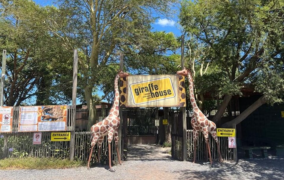 Giraffe Encounter and Lion Park with Wine Tasting in Stellenbosch