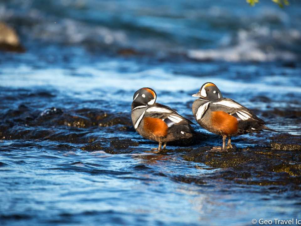 Lake Mývatn Nature reserve Private Birdwatching tour — Geo Travel