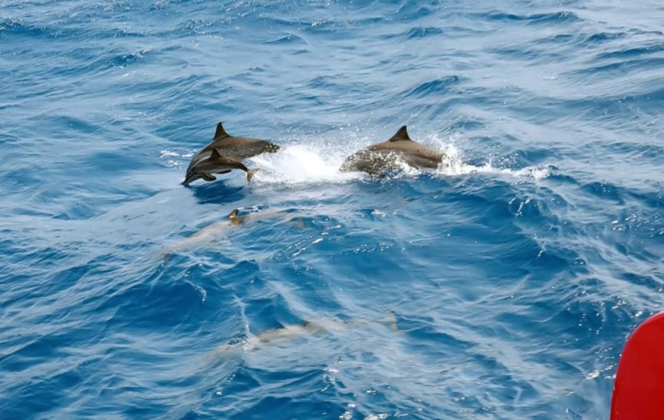 VIP Snorkeling and Dolphin Watching Tour in Hurghada