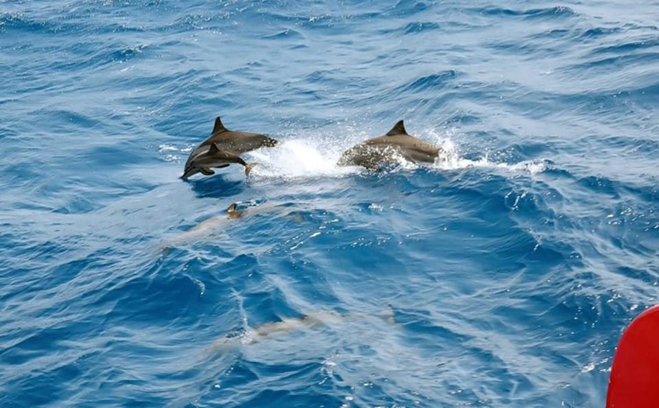 VIP Snorkeling and Dolphin Watching Tour in Hurghada