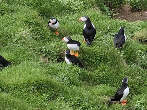 Eyjascooter Puffin Tour in Iceland, photo 6