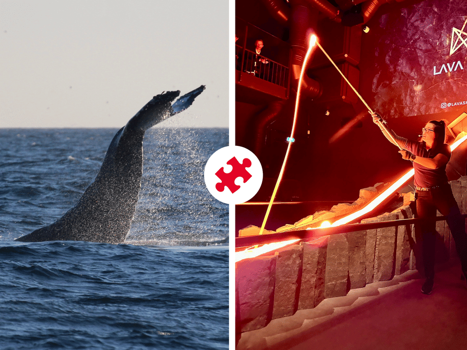 Whales & Lava Show — Elding Adventure at Sea