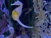 Dubai Aquarium & Underwater Zoo 10