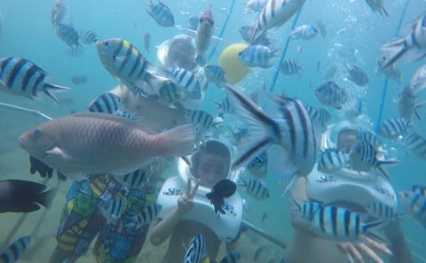 Cham Islands Full-Day Cruise with Underwater Walking from Hoi An