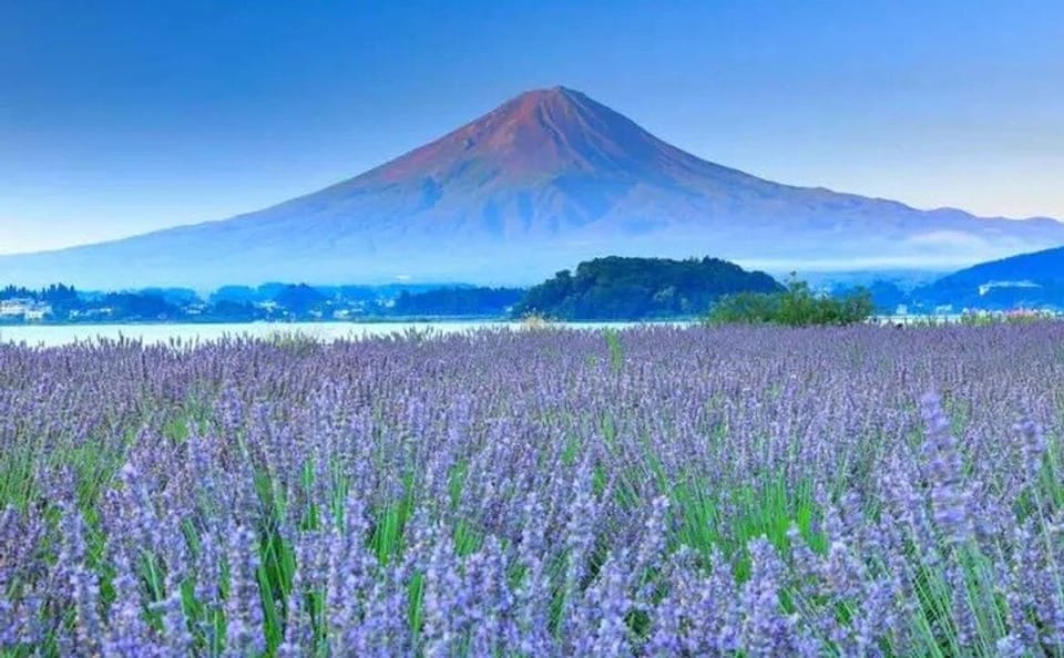 Mt. Fuji,Saiko Iyashi-no-Sato Nenba&Kawaguchi Lake