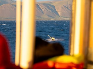 Reykjavík Classic Whales in the Midnight Sun, photo 8