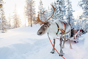 Traditional Reindeer Farm Visit with Sledge Ride in Levi (the Ranch)