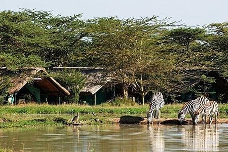 Samburu, Sweetwaters & Lake Nakuru Wildlife Safari Adventure