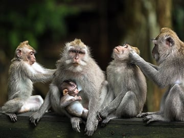 Ubud Monkey Forest