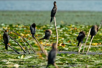 Private Birdwatching and Photography Tour on Lake Skadar