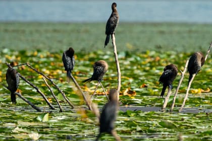 Private Birdwatching and Photography Tour on Lake Skadar