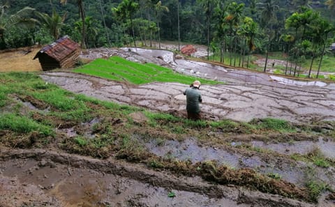 Hiking Tour in Knuckles Mountain Range from Kandy