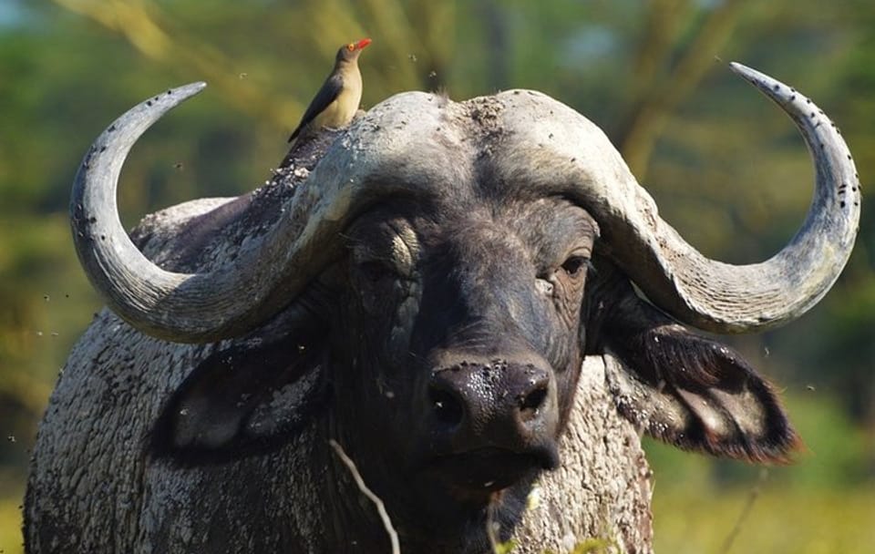 10-Day Big Five Safari Adventure in Laikipia County, Kenya