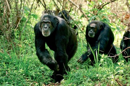 3Days Aberdares and Sweetwaters Ol Pejeta Chimpanzee Sanctuary