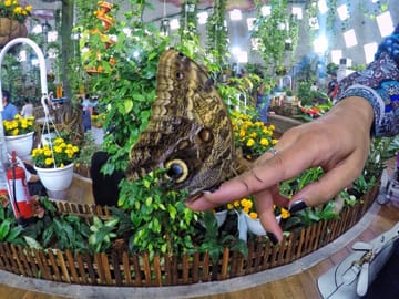 Dubai Butterfly Garden Tour with Private Transfers