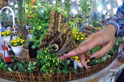 Dubai Butterfly Garden Tour with private round trip transfers