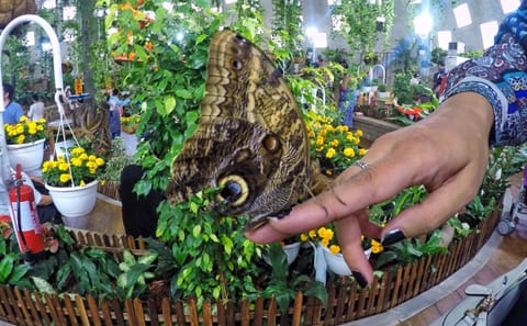 Dubai Butterfly Garden Tour with Private Transfers