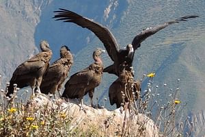 2 Day - Colca Canyon and Condor Tour from Arequipa, Peru - Group Service