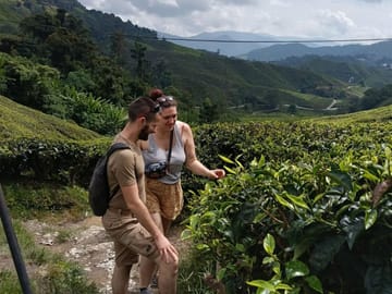 Taman Negara to Ipoh One-Way Private Transfer via Cameron Highlands